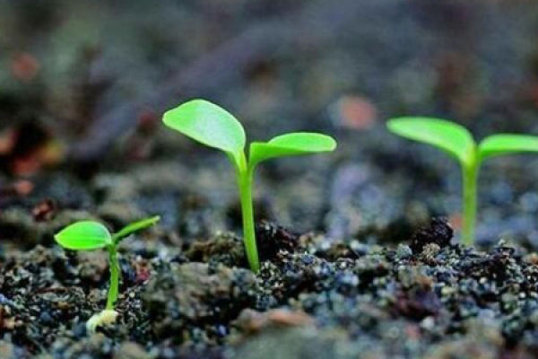 seed
