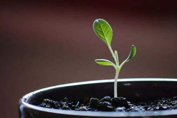 seed