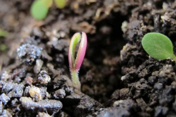 Seed
