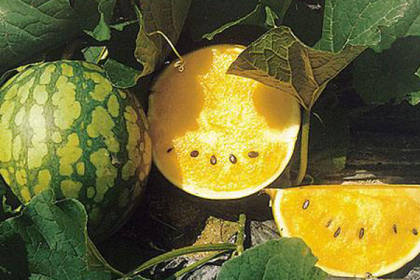 Texiaofeng watermelon