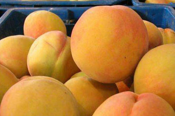 Lianping olecranon peach