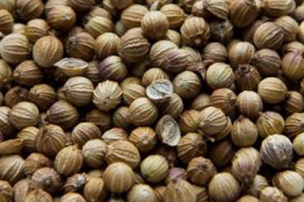 Coriander