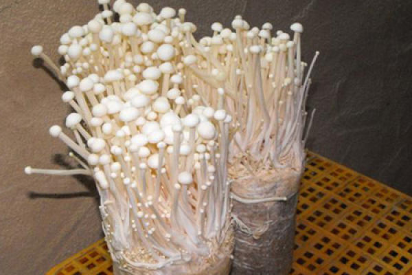 Flammulina velutipes