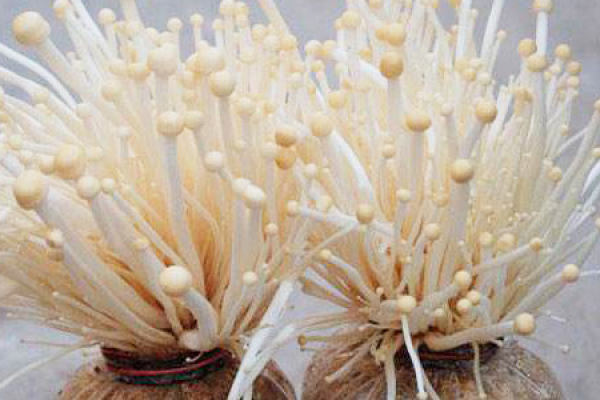 Flammulina