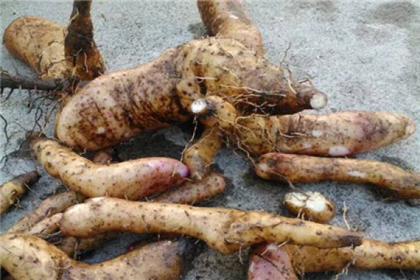 Digged Yam