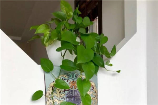 The scindapsus growing into a great waterfall