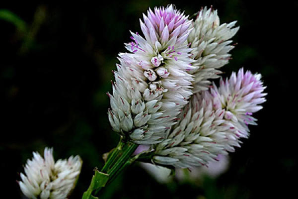 Celosia argentea