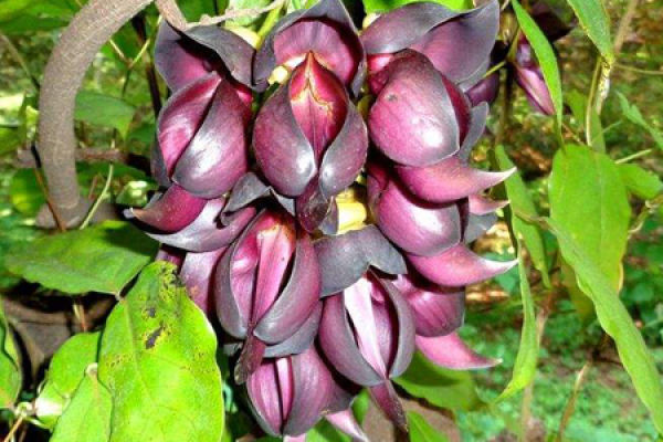 Mucuna sempervirens