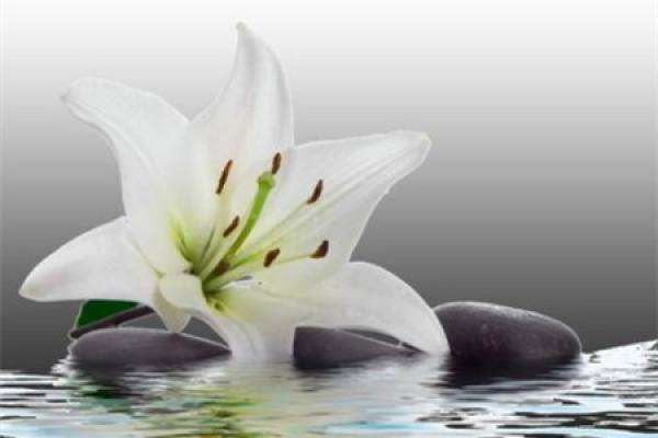 Lily