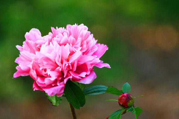 Paeonia lactiflora