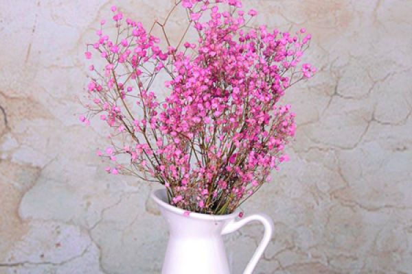 Gypsophila paniculata