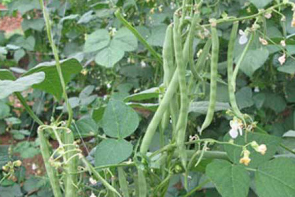 lentils