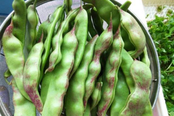 Snap bean