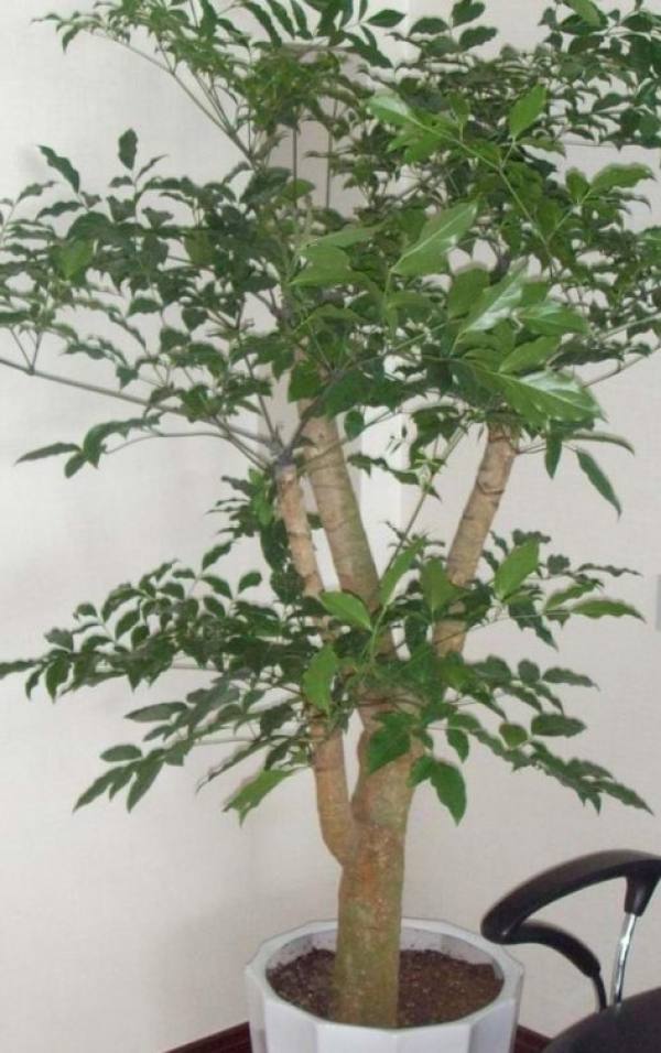 Money Tree