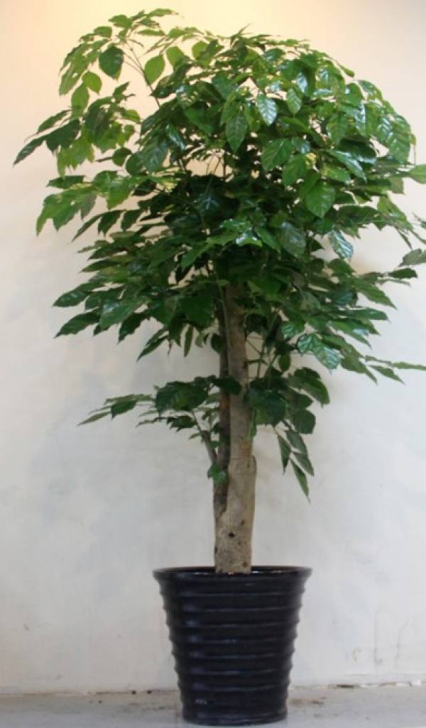 Happiness Tree