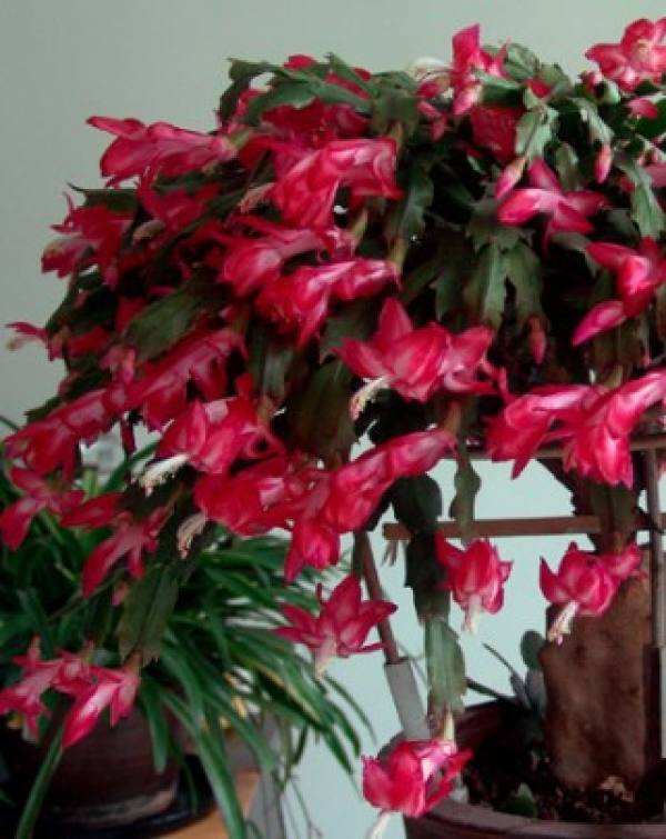 Zygocactus japonicus