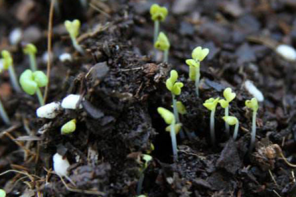 Chinese cabbage