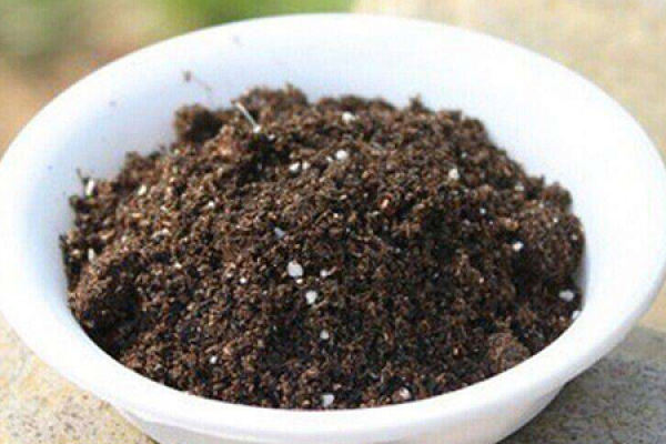 mung bean
