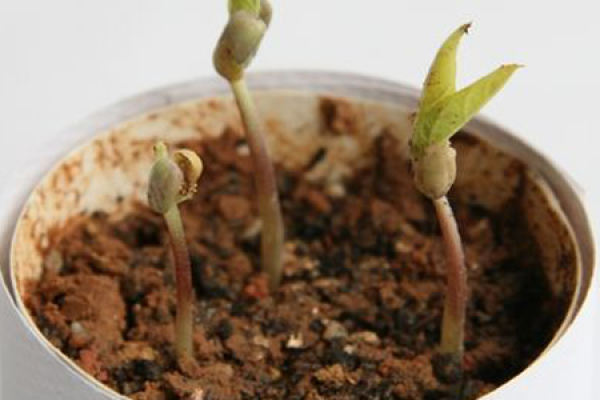 Mung bean