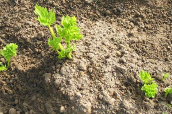 Celery