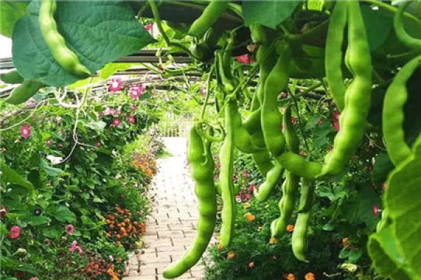 cowpea