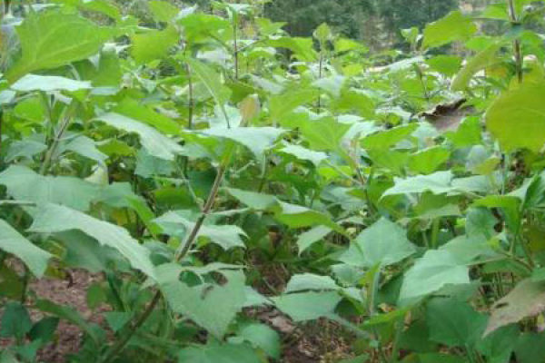 Saussurea involucrate