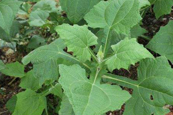 Saussurea involucrate