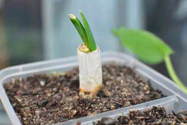 Scallion