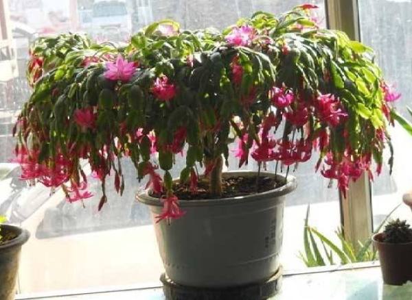 Zygocactus japonicus
