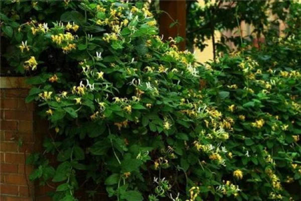 Lonicera japonica