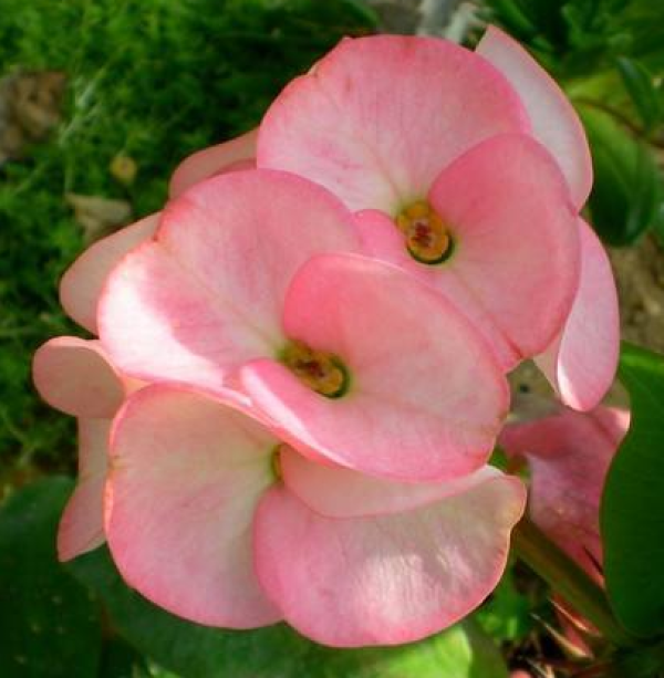 Herba Dipsaci
