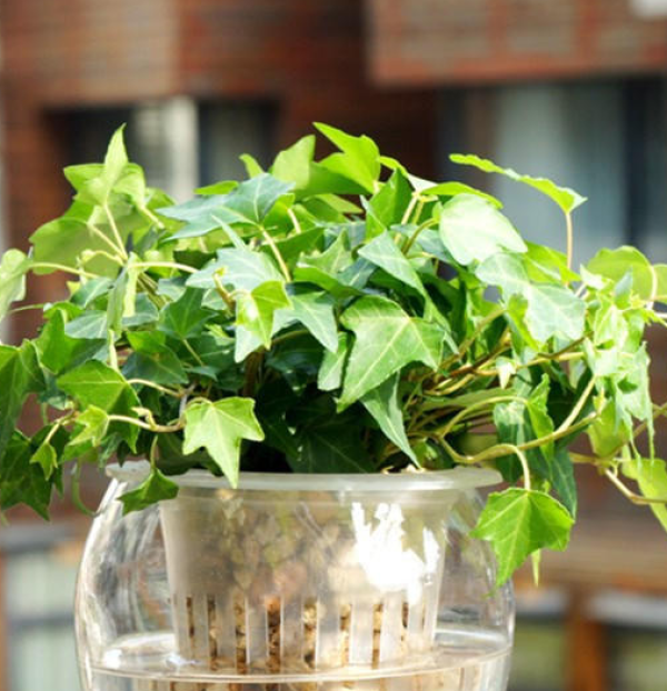 Ivy