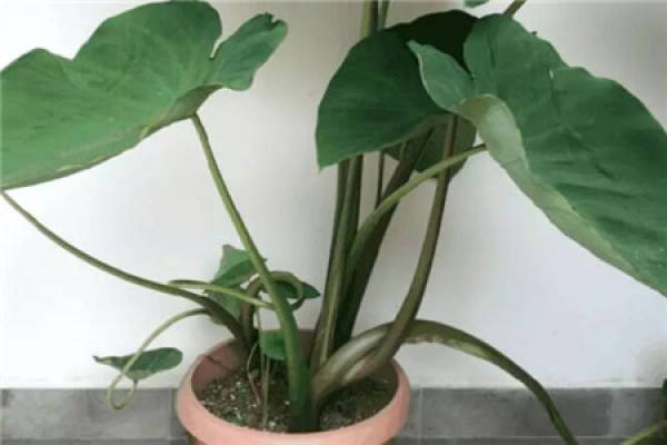 Potted Taro