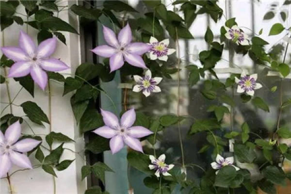 Clematis