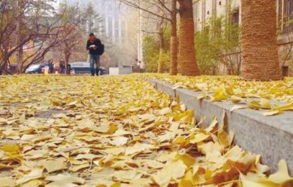 Fallen leaves