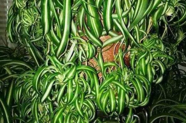Curly chlorophytum