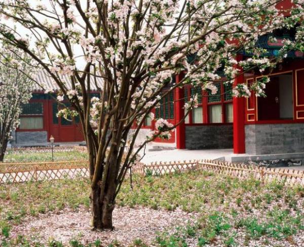 Chinese crabapple