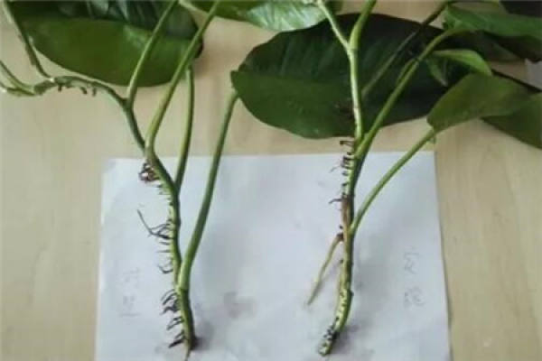Rooted scindapsus