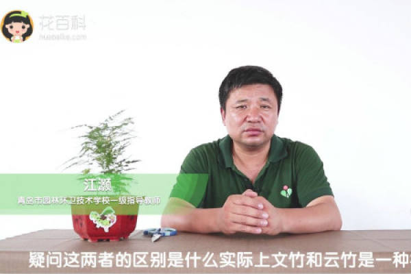bamboo