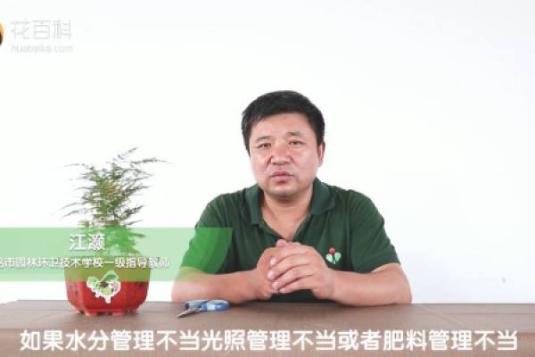 bamboo