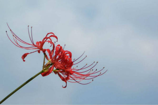 the other shore flower