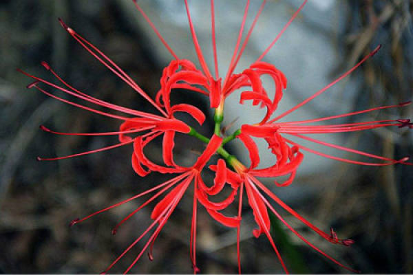 the other shore flower