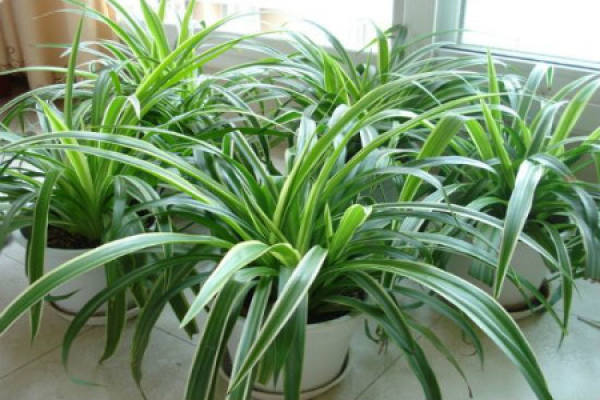 Chlorophytum