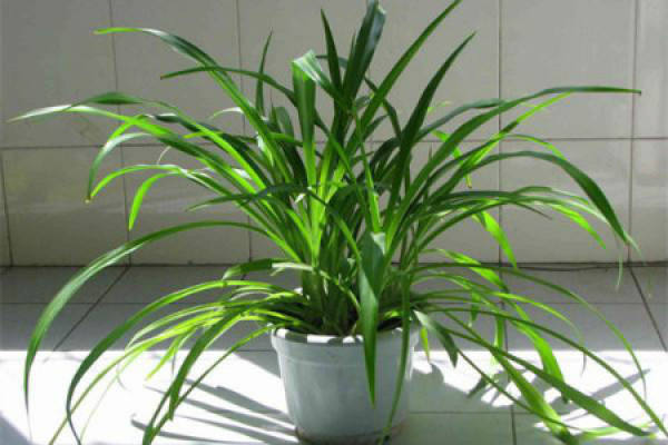 Chlorophytum