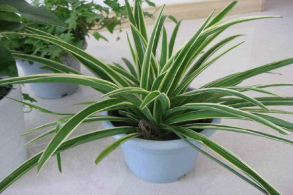 Chlorophytum comosum