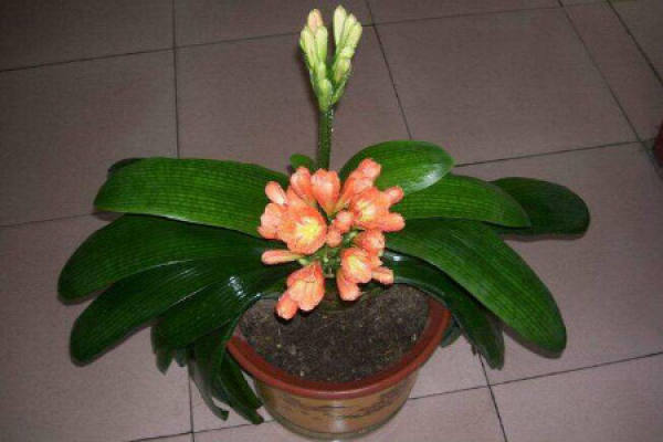 Clivia miniata