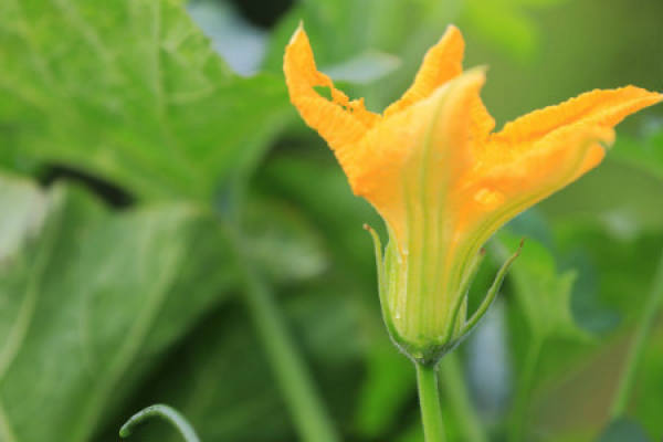 Pumpkin
