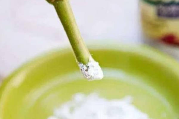 rooting powder