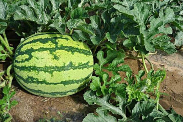 Watermelon