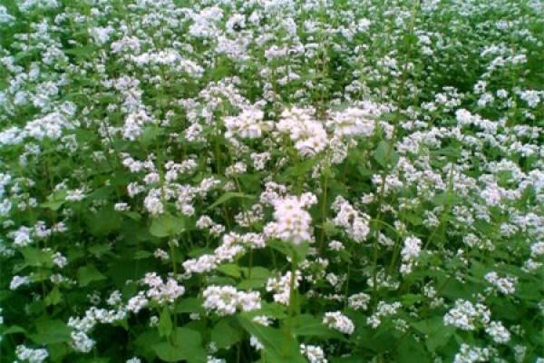 buckwheat